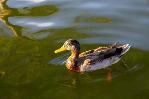Duck in the river. Stock Photos