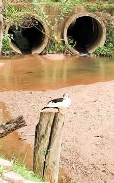 Duck by the River Stock Photos