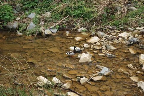 Duck in the river rupit Stock Photos