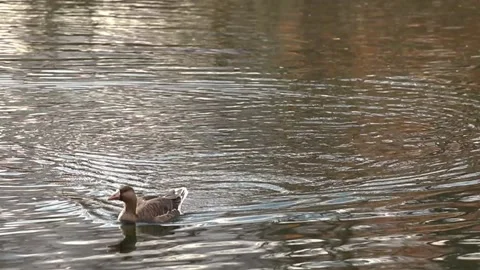 Duck in river slow motion footage  Stock Footage 163672112