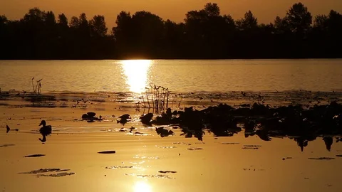 Duck on the river at sunrise Stock Footage 94915586