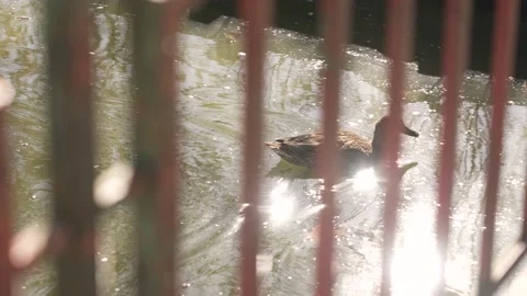 Duck in river sunshine Video stock 180612944