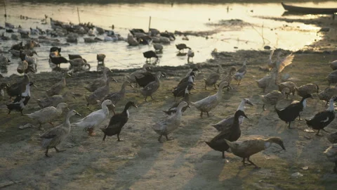 Duck in the river, U Bein Bridge, Myanmar, Asia Stock Footage 164598737