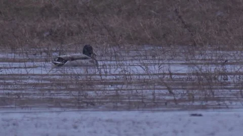 Duck in the river under snowfall in early spring Stock Footage 283565774