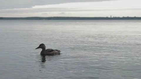 Duck on the river washes its paws and braces with water at sunrise. Slowmoution Video stock 139040296