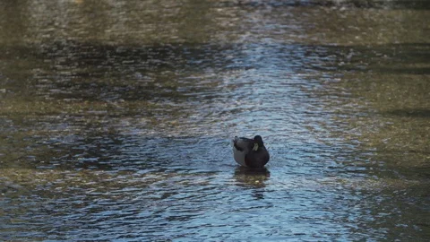 Duck on the river Windrush Stock Footage 98595160