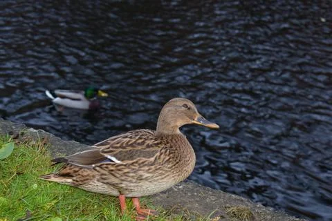 Duck by the Riverbank Stock Photos