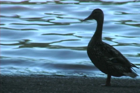 Duck on the riverside 库存影片 306429