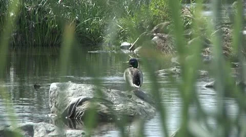 Duck on rock Video stock 10798601