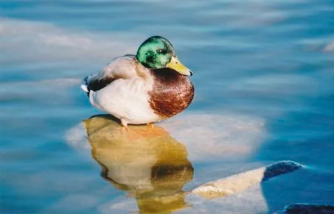 Duck on Rock in Water During Daytime Stock Photos