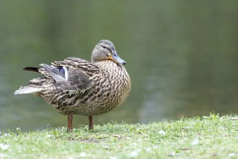 A duck romps in the meadow. Stock Photos