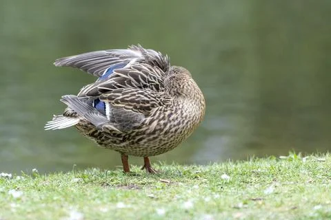 A duck romps in the meadow. Stock Photos