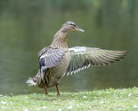 A duck romps in the meadow. Stock Photos