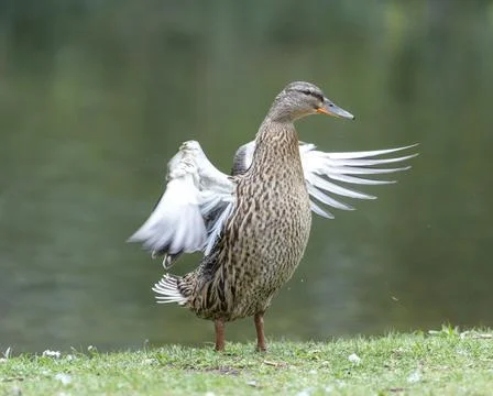 A duck romps in the meadow. Stock Photos