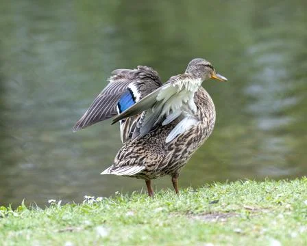 A duck romps in the meadow. Stock Photos
