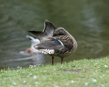 A duck romps in the meadow. Stock Photos