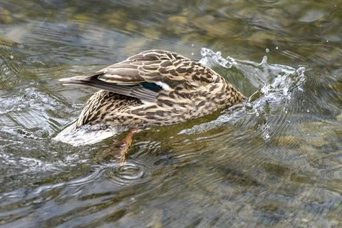 A duck romps in the water Stock Photos