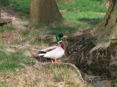 Duck on the roots of trees Stock Photos