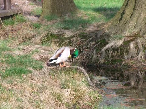 Duck on the roots of trees Stock Photos