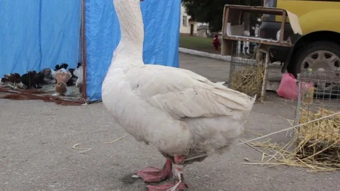 Duck with rope tied Stock Footage 73781859