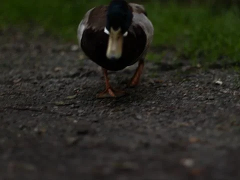 Duck (Rosendal) Stock Photos