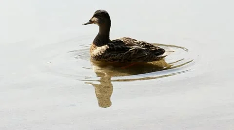 Duck rounding on a lake Stock Footage 12303059