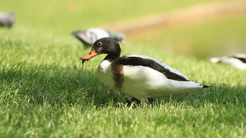 Duck rows and eats grass with mud Vidéo 124226191