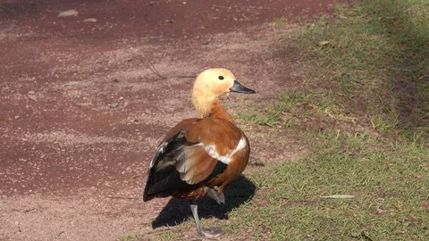 The duck Ruddy shelduck is standing on one leg and is resting Видео 82333864