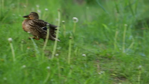 Duck running after another Vidéo 91326505