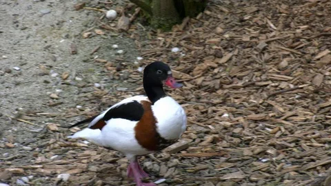 Duck running around Stock Footage 117485798