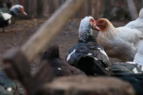 A duck running from the axe 写真素材