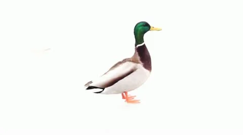 Duck is running Stock Footage 10847248