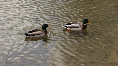 Duck sail on water - plane Stock Footage 37104184