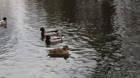 Duck sail on water - plane Stock Footage 37107242