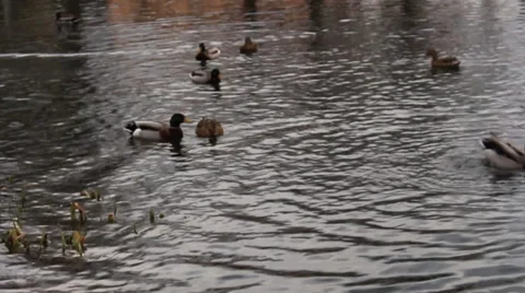 Duck sail on water - plane Stock Footage 37107392