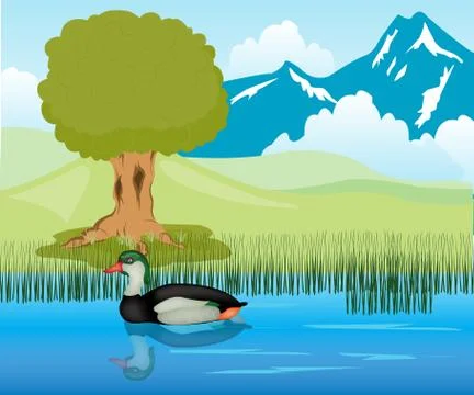 Duck sails in pond Stock Illustration