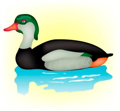 Duck sails in water Stock Illustration