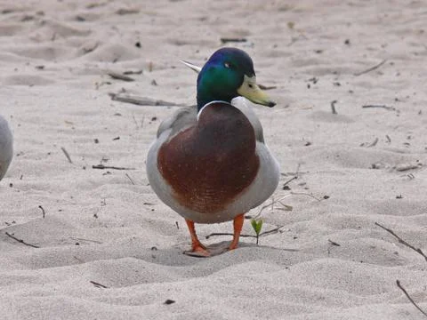 Duck on the sand Stock Photos
