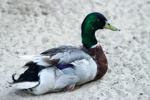 Duck on the sand Stock Photos