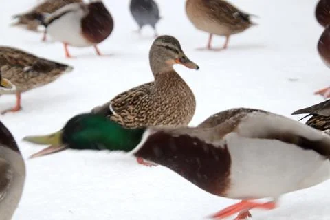 Duck with a satisfactory expression among many ducks Foto stock
