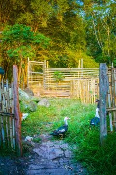 Duck Scape Stock Photos