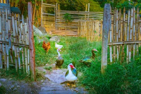 Duck Scape Stock Photos