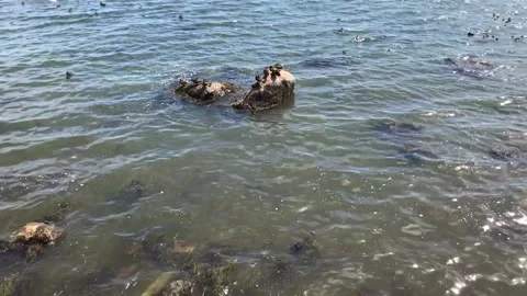 Duck School Rock Stock Footage 156048033