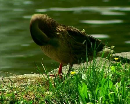 Duck scratching and cleaning it self by the green river. Stock-Footage 10715063