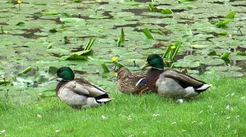 Duck scratching her plumage Stock Footage 24793954