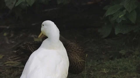 Duck scratching herself Stock-Footage 163299393
