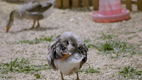 Duck scratching his back in slow motion 스톡 동영상 107942958
