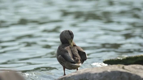 Duck scratching his beak, slow motion, stock video Stock Footage 94498386