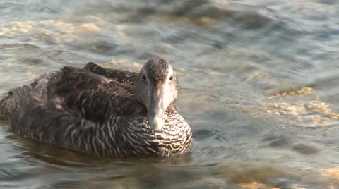 Duck on sea 스톡 동영상 1107616