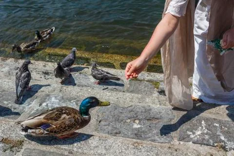 Duck on the seafront of Lake Como Stock Photos